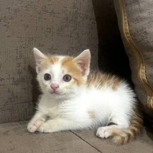 واگذاری گربه