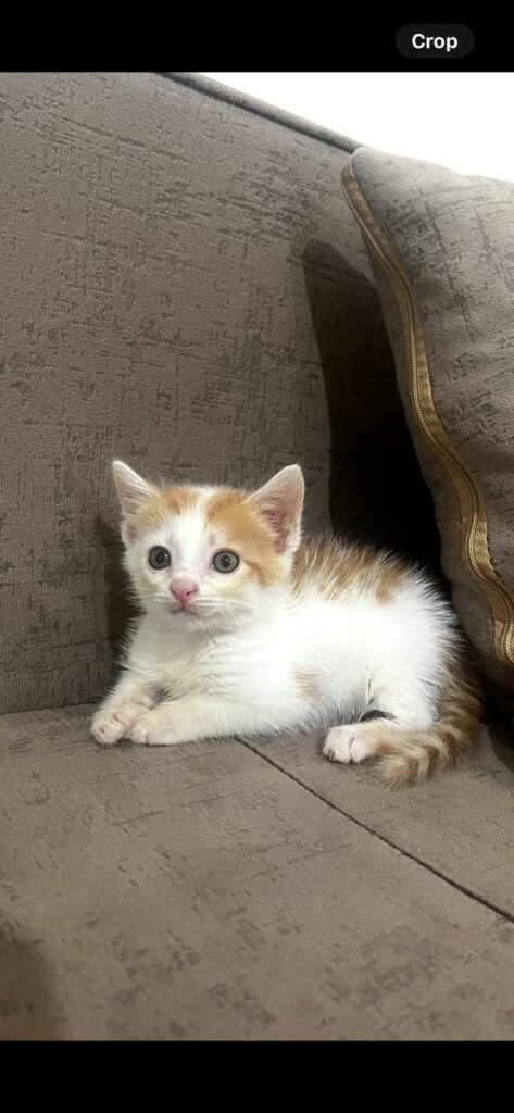 واگذاری گربه