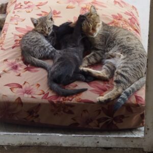 نیازمند حیاط امن برای چندتا پیشی