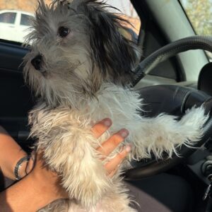 شیتزو ۵.۵ ماهه