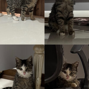 یک گربه ناز و شیطون که از زیر لاستیک ماشین پیدا شده کاملا سالم