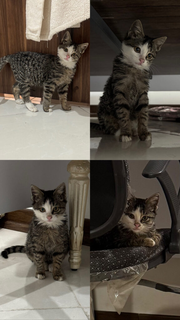 یک گربه ناز و شیطون که از زیر لاستیک ماشین پیدا شده کاملا سالم