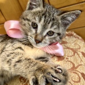 بچه گربه ناز نجات یافته