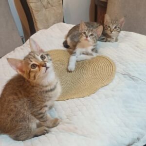 سه تا عروسک