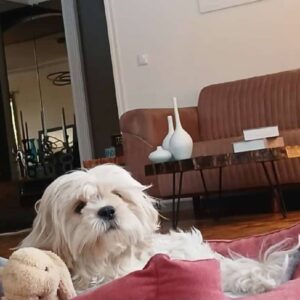 سگ آپارتمان شیتزو ماده