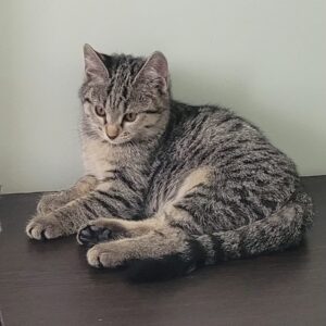 واگذاری گربه ماده dsh سه ماهه دوست داشتنی