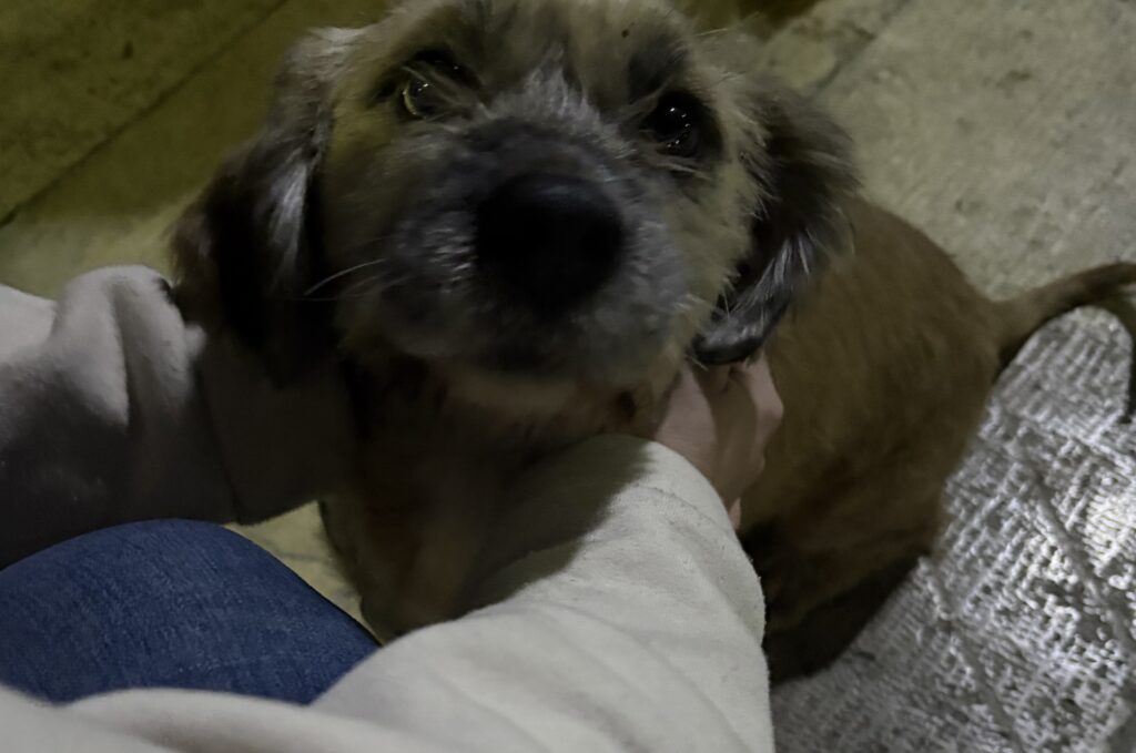 سگ پیدا شده