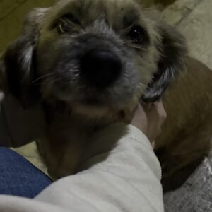 سگ پیدا شده