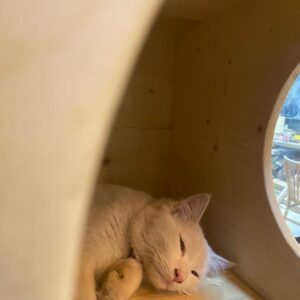 واگذاری رایگان گربه