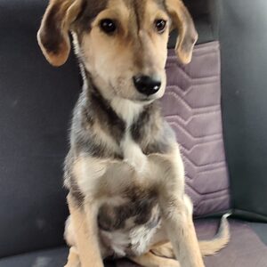 مارلومارلا،از نژاد شیانلو و کاملا آپارتمانی