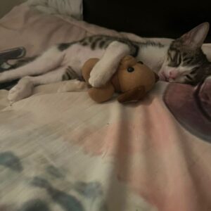 ۶ماه گربه بسیار خونگرم و ارتباط گرم با انسانها و حیوانها