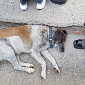 یک سگ نژاد بومی با قلاده پیدا شده