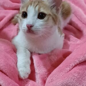 واگذاری بچه گربه