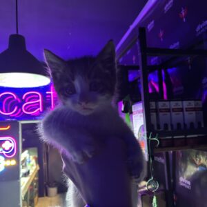 واگذاری گربع DSH