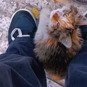 گربه حمایت شده ولی جا برای نگه داری نداریم