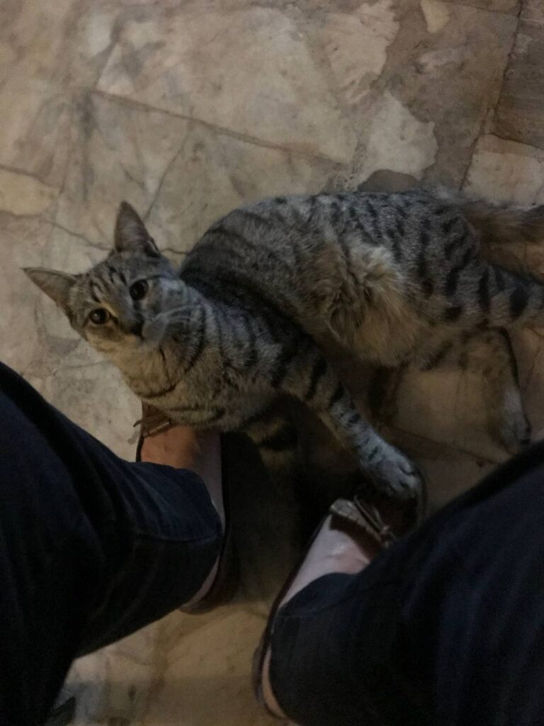 گربه ماده دی اچ تس دستی حدود هشت ماهه گم شده