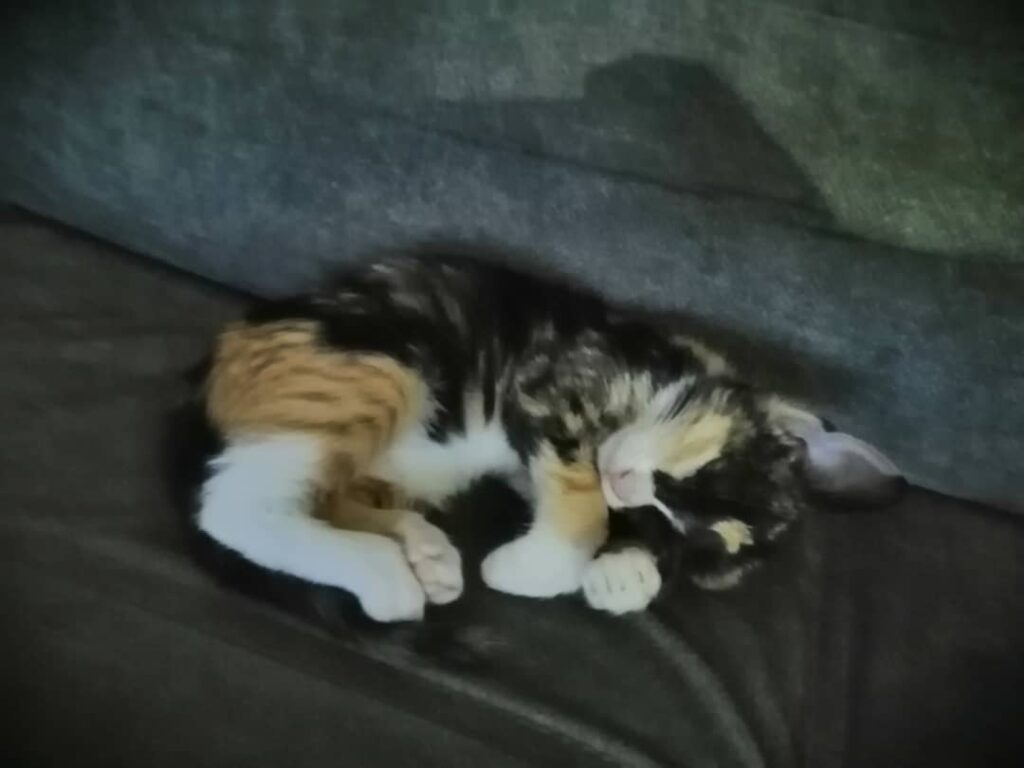 واگذاری بچه گربه 1/5 سالم انگل تراپی شده