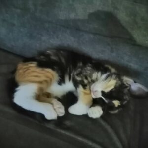 واگذاری بچه گربه 1/5 سالم انگل تراپی شده