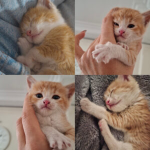 گربه dsh نارنجی یکماهه بسیار خوش اخلاق