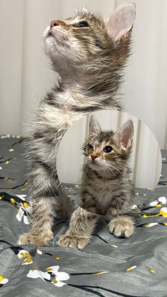 واگذاری بچه گربه