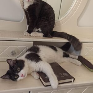 دو گربه تاکسیدو نر