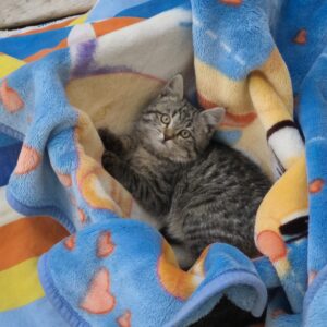 واگذاری گربه بامزه خانگی