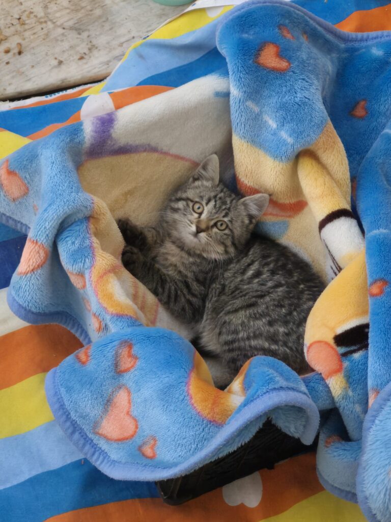 واگذاری گربه بامزه خانگی