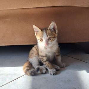 واگذاری دائم