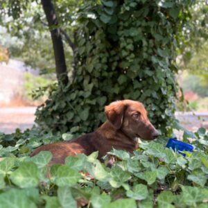 کوکی سگ مهربون