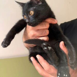 واگذاری گربه ی 3 ماهه