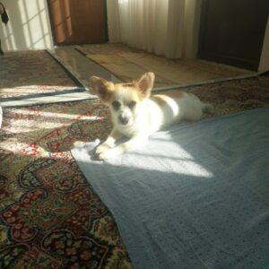 سگ ماده پانی بک ساله