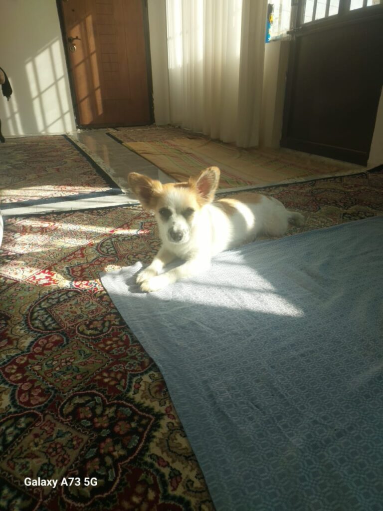 سگ ماده پانی بک ساله