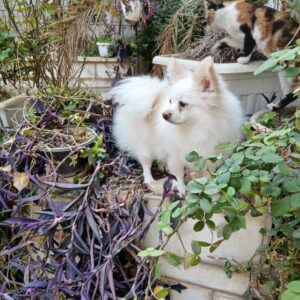 پامرین روباهی مظلوم