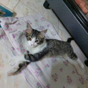 واگذاری روبی