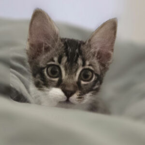 واگذاری پسر بازیگوش 2 ماهه