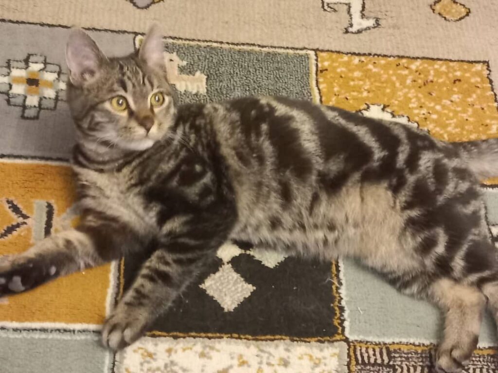 واگذاری گربه d.s.h