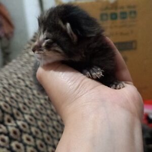 واگذاری بچه گربه حدودا سه هفته ای