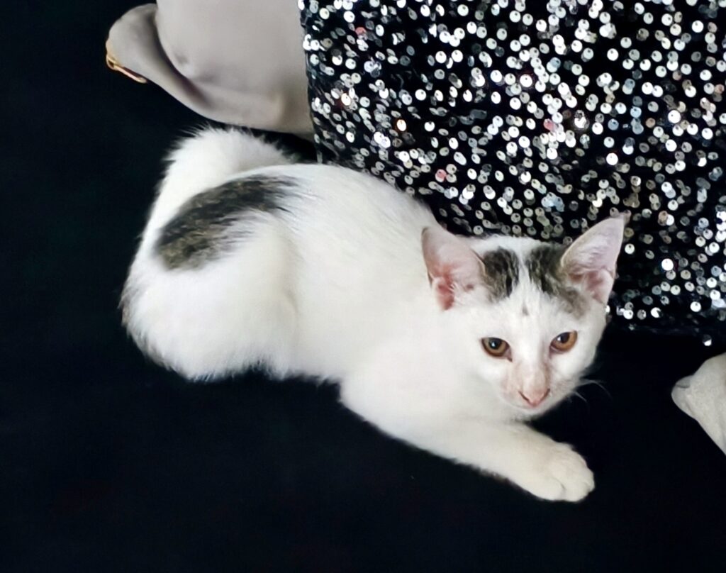 واگذاری گربه