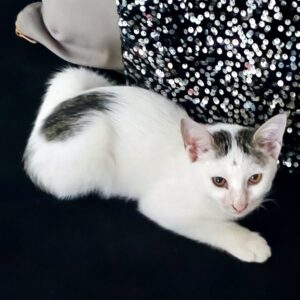 واگذاری گربه