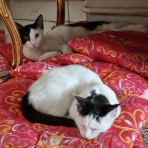 مایا گربه ی مهربون خونگی