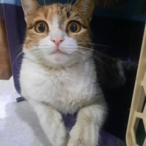 واگذاری ستاره خانوم