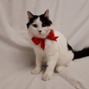 گربه DSH ماده