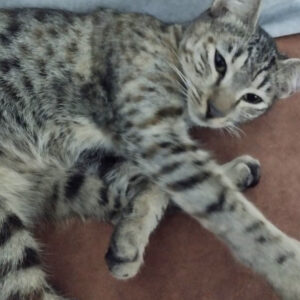 پنبه دختر هشت ماهه که از شرایط بد امداد شده و شش ماه در پانسیون خانگی نکهداری شده در آستانه رها سازی