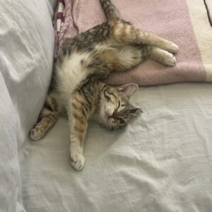 واگذاری «اَفتوخانُم» – فرشته‌ی کوچولوی یک‌چشمی، دنبال آغوشی امن 🌸