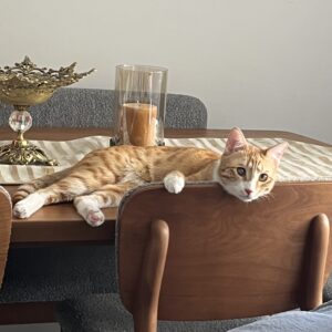 واگذاری گربه نارنجی مهربون