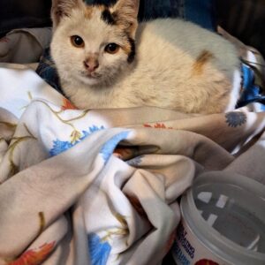 واگذاری یک عدد بچه گربه ماده DSH