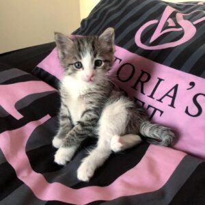 واگذاری بچه گربه DSH