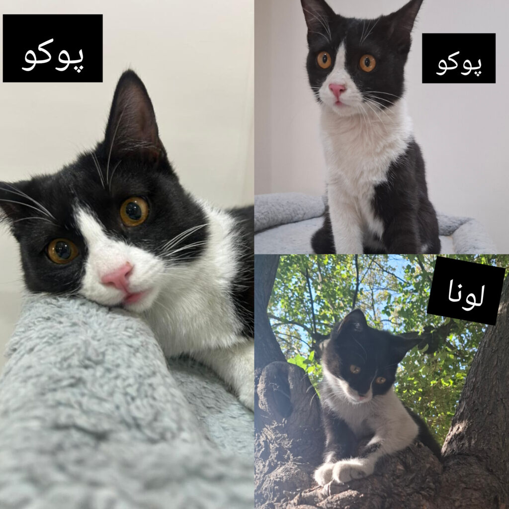 خواهر و برادر تاکسیدو