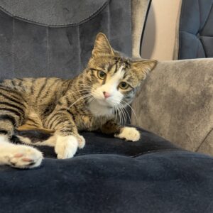 گربه بازیگوش