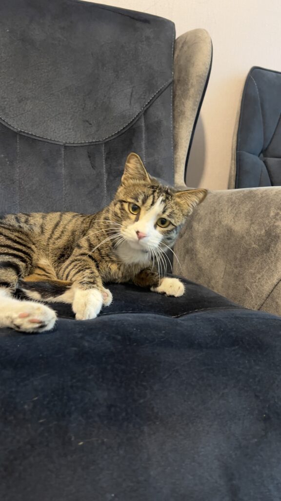 گربه بازیگوش